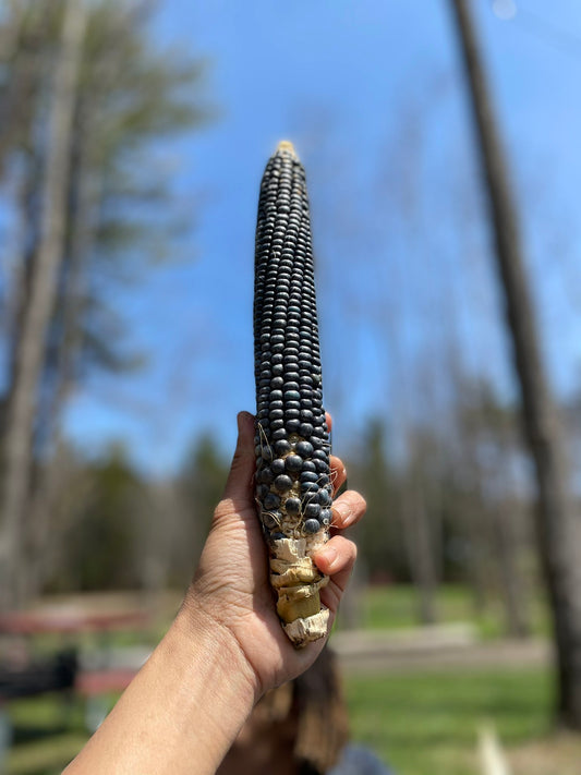 Black corn
