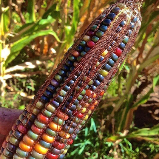 Rainbowed Corn